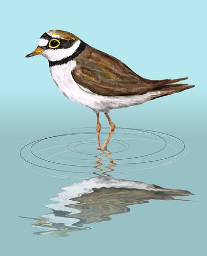 Little ringed plover