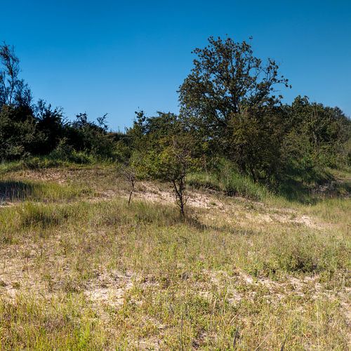 Drieluik Duinlandschap Zuid-Kennemerland 1