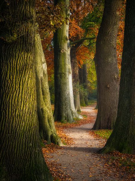 Herbstallee von Pascal Raymond Dorland