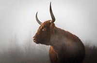 Scottish Highlander in the fog