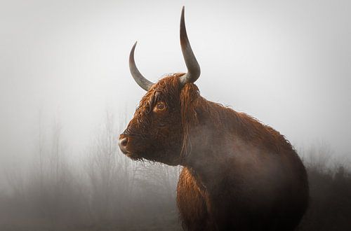 Scottish Highlander in the fog