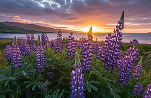 Lupinen beim Sonnenuntergang