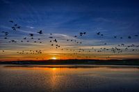 Rotganzen in de zonsondergang