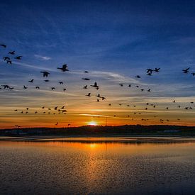 Rotganzen in de zonsondergang van Olaf Douma