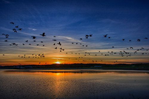 Rotganzen in de zonsondergang