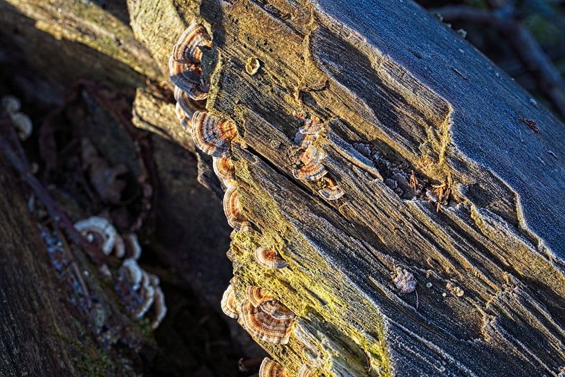 Mushrooms on tree trunk by Rob Boon