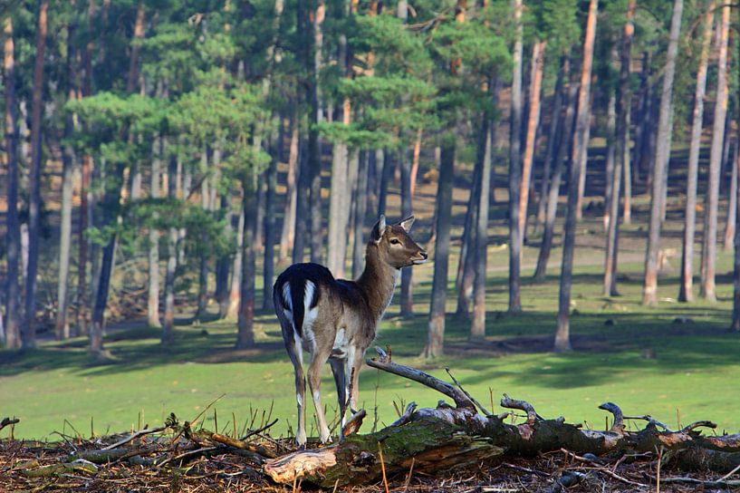 Herten in het bos van Edgar Schermaul