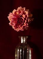 Dahlia oud roze