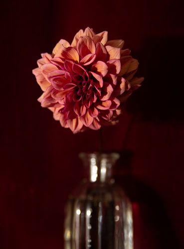 Dahlia oud roze