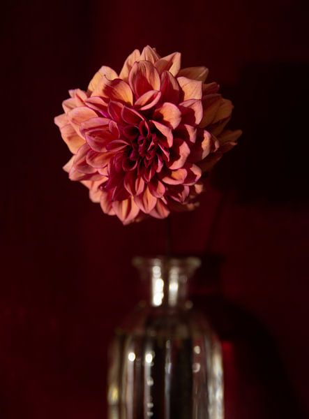 Dahlia old pink by Henriette Tischler van Sleen