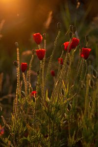 Mohnblumen in der Morgensonne.
