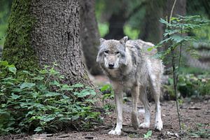 Der Wolf