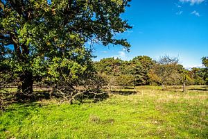 Sommer in den Schwanheimer Duenen