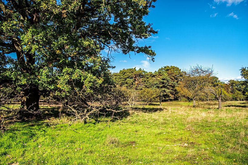 Summer in the Schwanheim dunes by Thomas Riess
