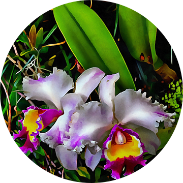 Dubbele orchideeën schoonheid van Dorothy Berry-Lound