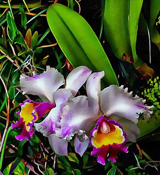 Doppelte Orchidee Schönheit von Dorothy Berry-Lound