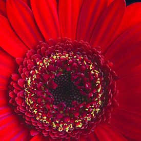 Rode Gerbera van Inez VAN DE WEYER