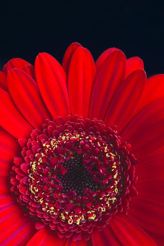 Rote Gerbera von Inez VAN DE WEYER