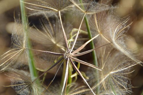  close-up van een pluizige paardebloem 