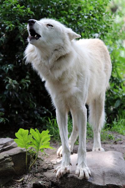 Howling wolf by Edwin Butter