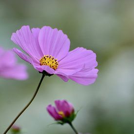 paarse bloemetjes van Mieke Verkennis