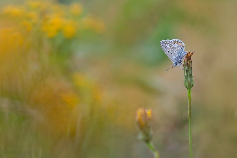 Le bleu Icare dans son habitat naturel par Aukje Ploeg