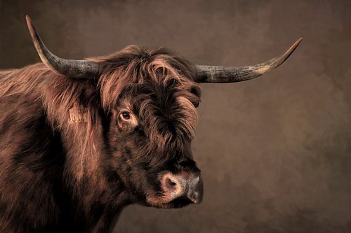 Scottish Highlander, portrait with painted background
