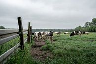 Cows in field by Mickéle Godderis thumbnail