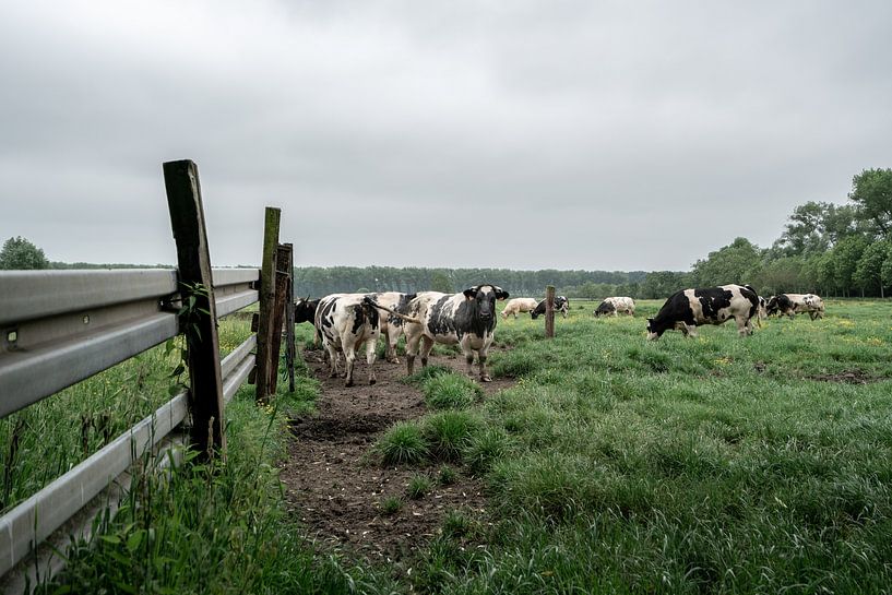 Cows in field by Mickéle Godderis