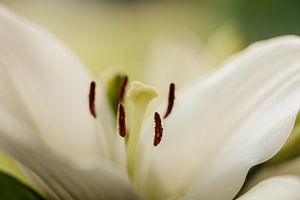Lilie Blume Nahaufnahme