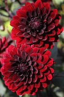 duo dahlias