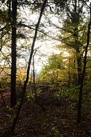 Zon door de bomen