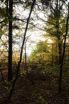 Zon door de bomen