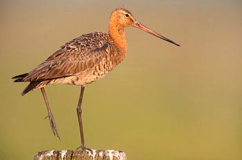 Grutto (limosa limosa) in een weiland in Friesland