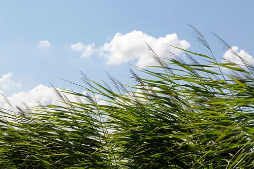 Riet in de wind