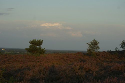 Heideveld 