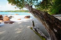 Takamaka tree by Bettina Schnittert thumbnail