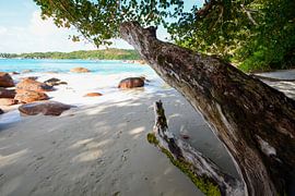 Takamaka boom van Bettina Schnittert