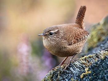 close-up of a wren