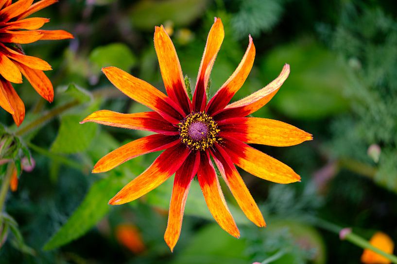 Aster by Johan Vanbockryck