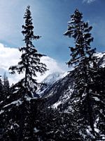 The magic of snow (5)