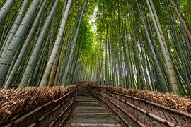 Steps through the Bamboo Forest - A Moment of Tranquillity and Mystery by Michael Bollen