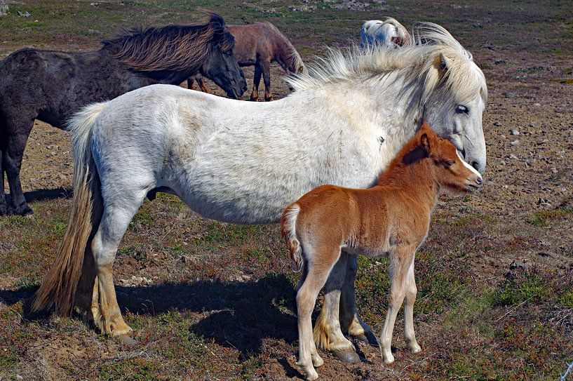Icelandic horses by Reinhard  Pantke