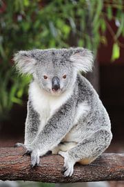 Koala von Dirk Rüter