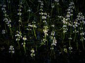 Veld met pinksterbloemen in het water in het Dal van de Beerze. van Jos Pannekoek thumbnail