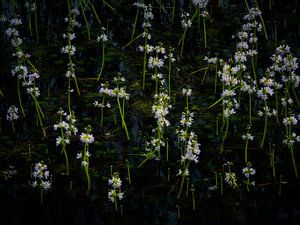 Veld met pinksterbloemen in het water in het Dal van de Beerze. van Jos Pannekoek