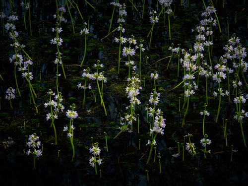 Veld met pinksterbloemen in het water in het Dal van de Beerze.