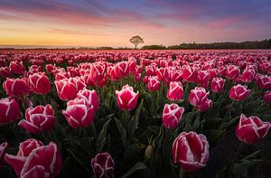 Tulpenfeld bei Sonnenuntergang