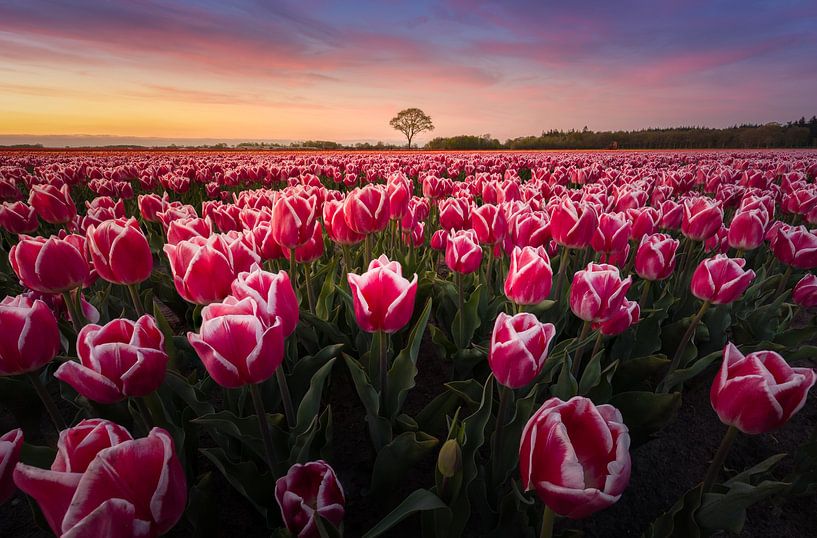 Tulpenveld bij Zonsondergang van KB Design & Photography (Karen Brouwer)