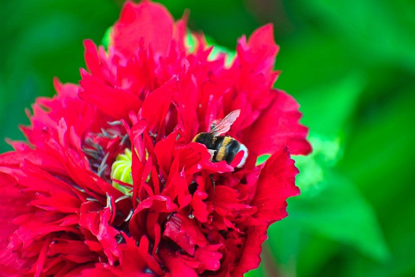 red poppy with busy bumblebee by Miny'S